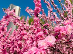 -大望京公园