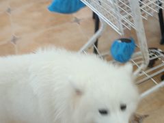 -Let's go狗咖·猫咖·奶狗·桌游(春熙路IFS店)