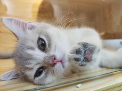 -小猫来了·猫舍(红山六九七九店)