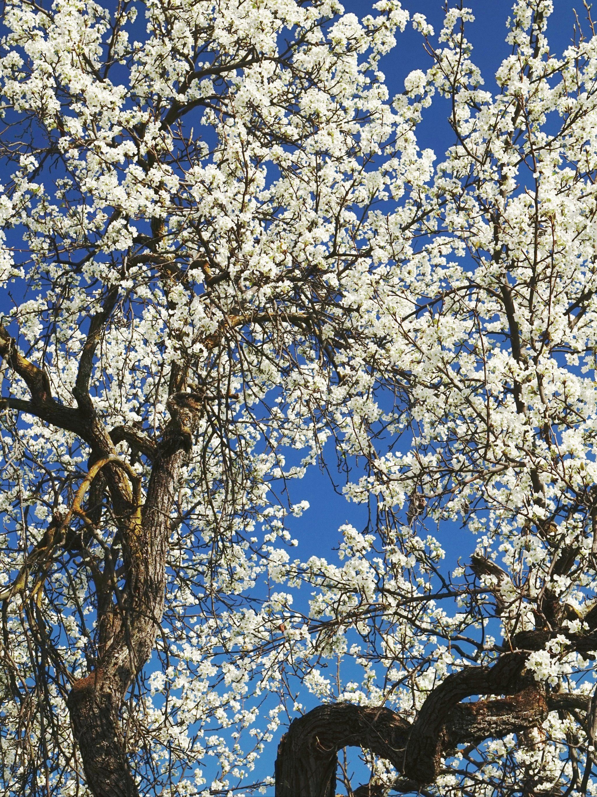 3.17金川梨花实拍,正值盛花期