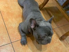 -more than meow吴止猫主题餐厅(承德 中船汇店)