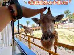 -西霞口神雕山野生动物世界