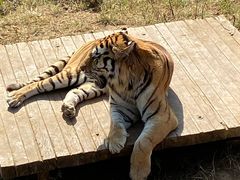 -大连森林动物园