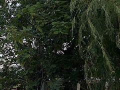 -秋霞圃