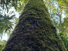 -西双版纳原始森林公园