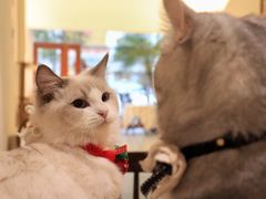 -猫友咖啡店(玉林西路店)