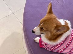 -怪兽屋·羊驼·猫咖·狗咖(俊华广场店)