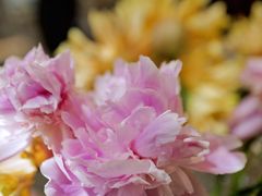 -北京古城老院厉晓麟精致菜