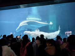 -海合安武汉极地海洋公园