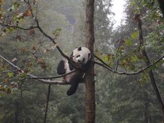 -都江堰中华大熊猫苑