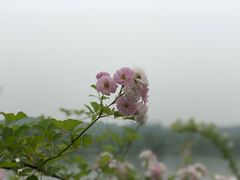 -簋街仔仔小龙虾(簋街二店)