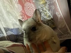 -派联宠物医院·24h·CT·异宠
