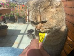 -喵屿·大理花园猫咖