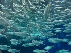 -上海海洋水族馆