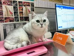 -瑞派名望志远动物医院·猫科·內科·异宠专科(直港大道店)