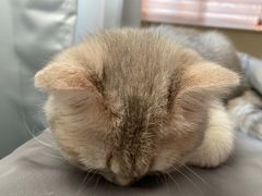 -东方名猫馆·英短金渐层布偶猫舍(环线广场1号楼店)