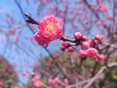-无锡梅园公园