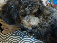 -more than meow吴止猫主题餐厅(承德 中船汇店)