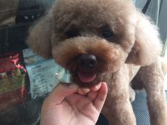 -萌萌喵宠物(百水芊城阅水坊店)