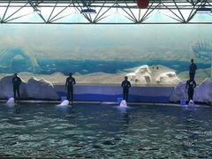 -秦皇岛乐岛海洋王国