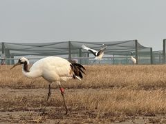 -盐城丹顶鹤湿地生态旅游区