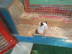 -萌宠亲子动物乐园(槐房万达店)