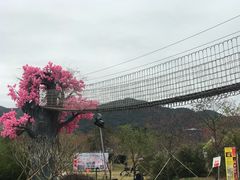 -天适樱花悠乐园