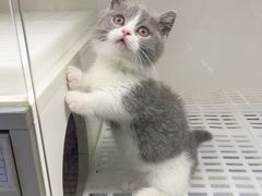 -lincat·猫舍(广州店)