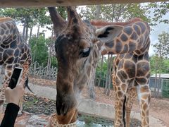 -清迈夜间动物园