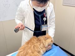 -美联众合爱康动物医院•复杂内科•肿瘤科•牙科•腔镜诊疗中心