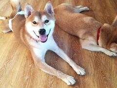 -柴犬高等学院·狗咖·柴犬售卖·宠物训练