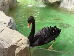 -Zoolung Zoolung动物主题公园(海信广场店)