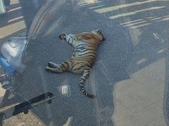 -大连森林动物园