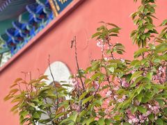 -天津妈祖文化园