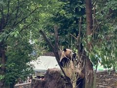 -卧龙中华大熊猫苑神树坪基地