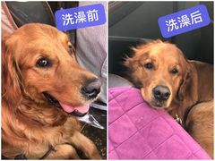 -美联众合爱康动物医院•复杂内科•肿瘤科•牙科•腔镜诊疗中心