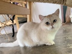 -喵屿·大理花园猫咖