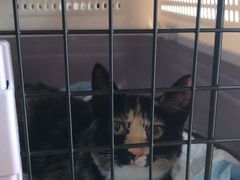 -美联众合宠物医院·爱萌分院·内外科·猫科中心