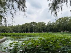 -北陵公园