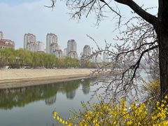-桃花堤公园