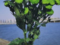 -丁香湖公园
