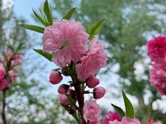 -海棠花溪(元大都城垣遗址公园)