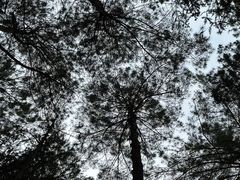 -重庆睡佛山森林公园