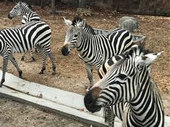 -清迈夜间动物园