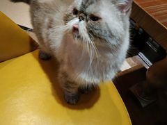 -猫色咖啡·猫咖