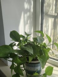 -瑶芳清颜草本祛痘