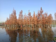 -白鹭湾湿地公园