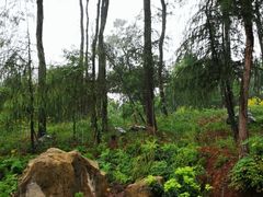 -铁山坪森林公园