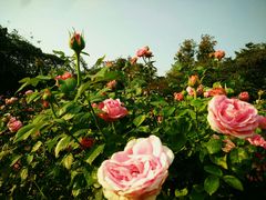 -人民公园(罗湖区)