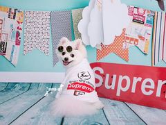 -超宠爱宠物摄影-Super pet